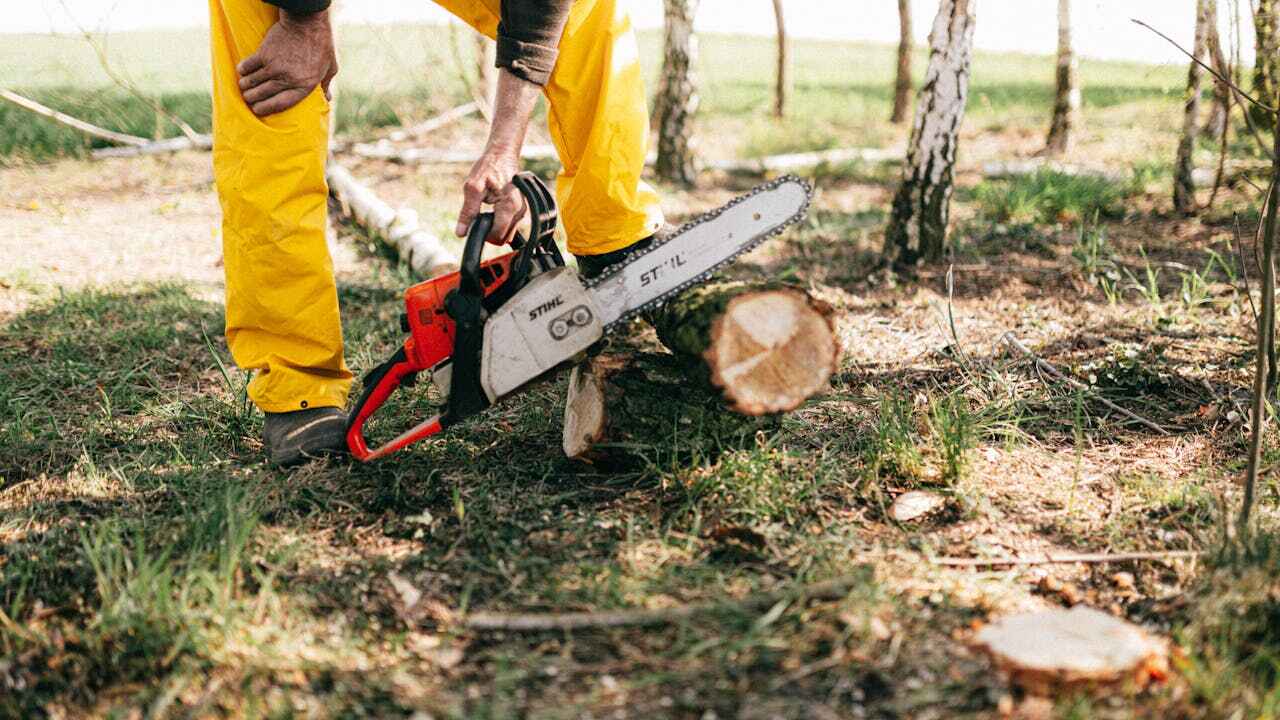 Best Tree Removal Near Me  in USA